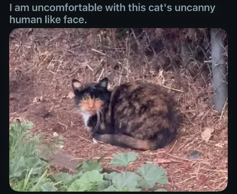 Uncanny Human-Like Cat