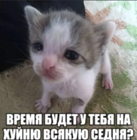 Котёнок и время на ерунду