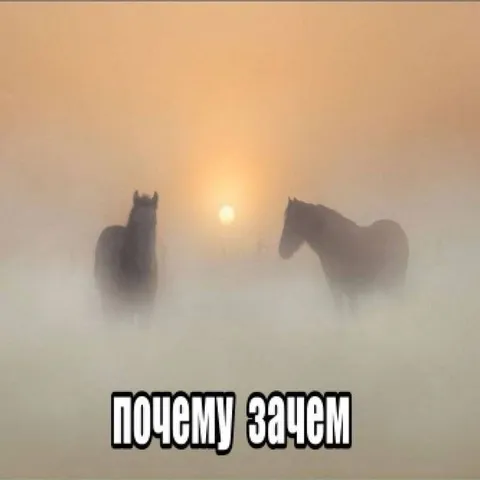Лошади в тумане: почему зачем
