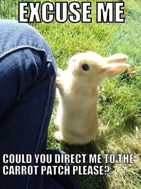 Rabbit Asking for Directions