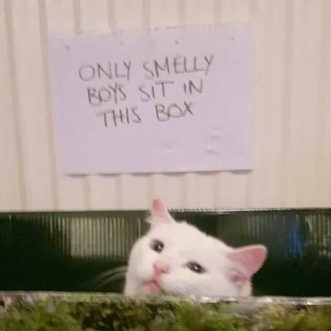 Only Smelly Boys Sit Here