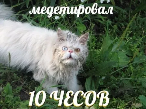 Медетировал 10 часов