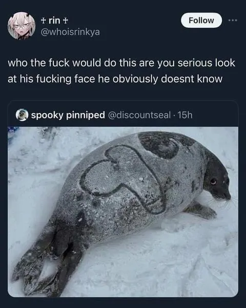 Seal With a Suspicious Face