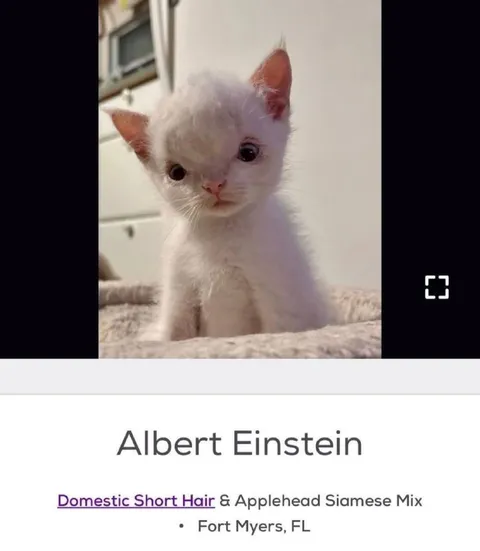 Albert Einstein Kitten Listing