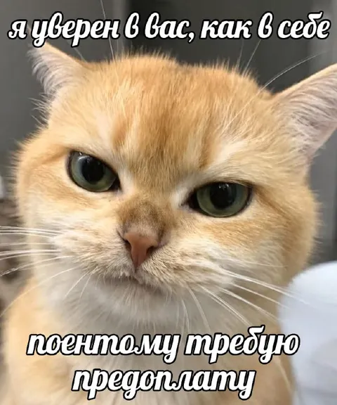 Кот требует предоплату