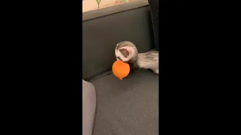 Ferret Says Am Smart Now