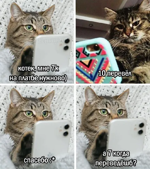 Кот просит деньги на платбе