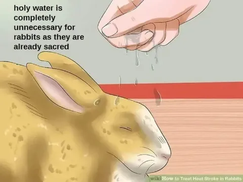Rabbits Are Already Sacred