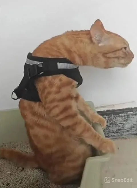 Кот в шлейке смотрит вдаль