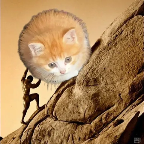 Кот Сизиф тащит камень