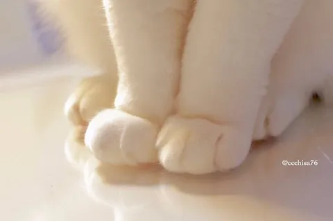 Милые белые кошачьи лапки