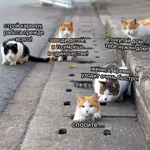 Коты дают жизненные советы
