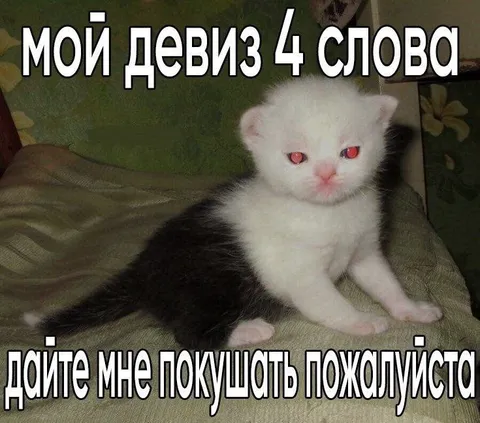 Кот просит покушать