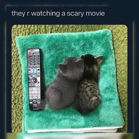 Cats Watching a Scary Movie