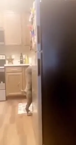 Собака танцует на кухне