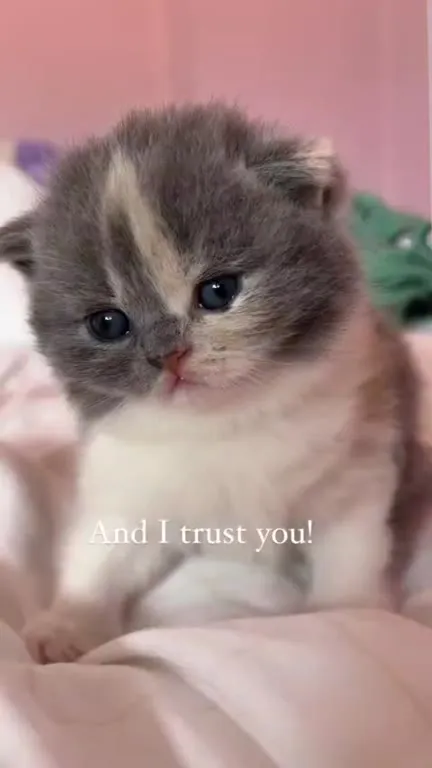 Cute Kitten Trust Reaction