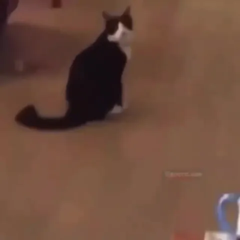 Run Now Cat