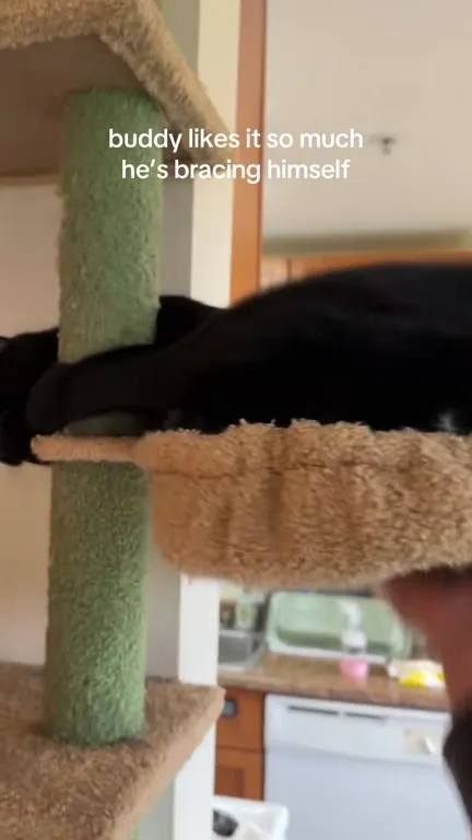 Cat Braces Himself on the Cat Tree