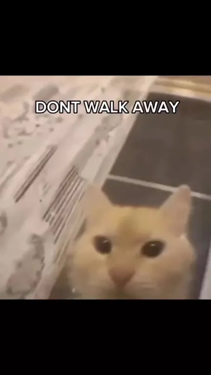Don't Walk Away Dancing Cat