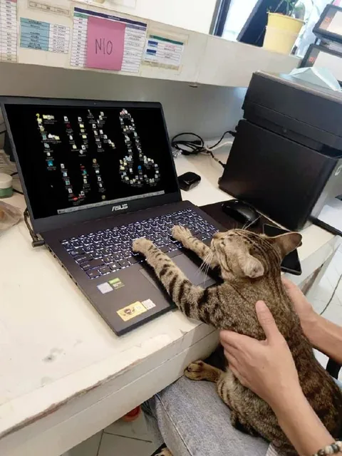 Cat Says No