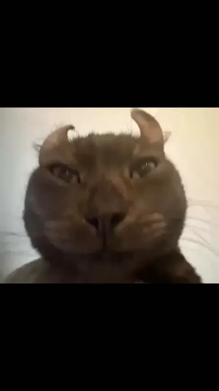 Кот пристально смотрит