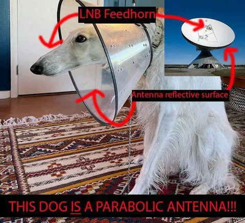 Dog Is a Parabolic Antenna