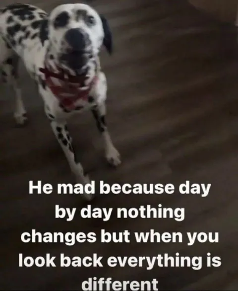 Dalmatian Reflects on Change