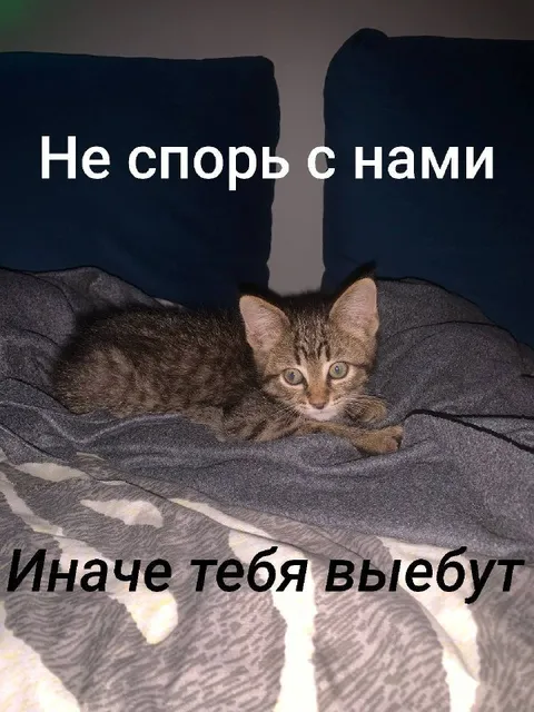 Котёнок не спорь с нами