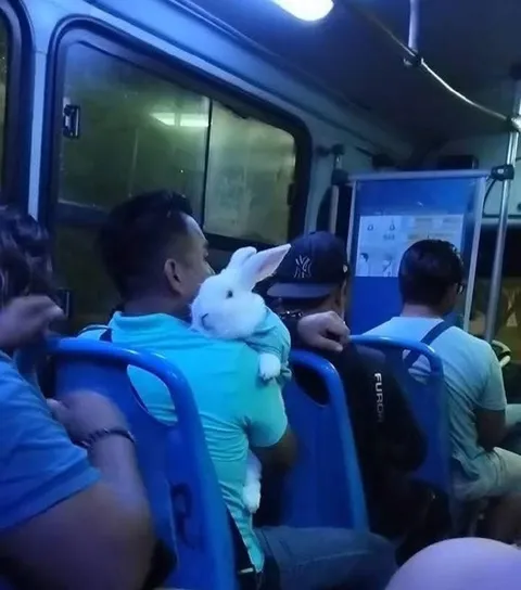 Кролик едет в автобусе