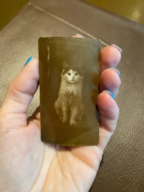 Кот в янтаре