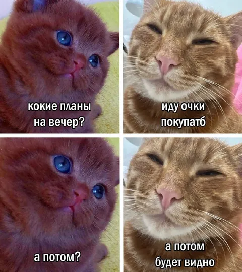 Планы на вечер у котов