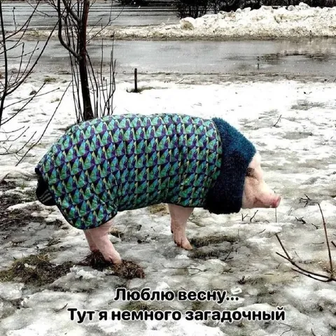 Свинья в загадочном весеннем наряде
