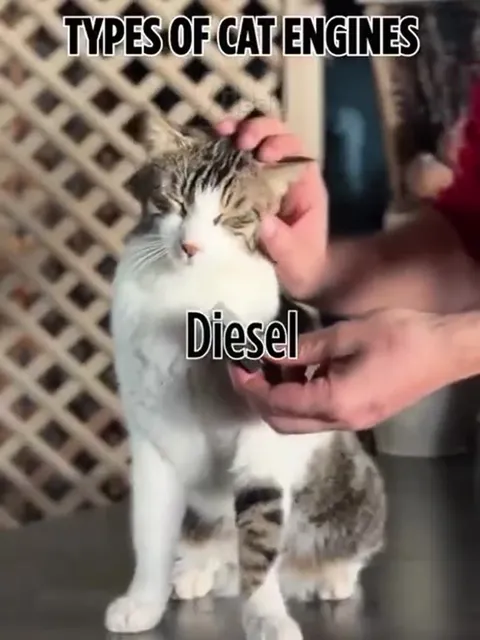 Types of Cat Engines