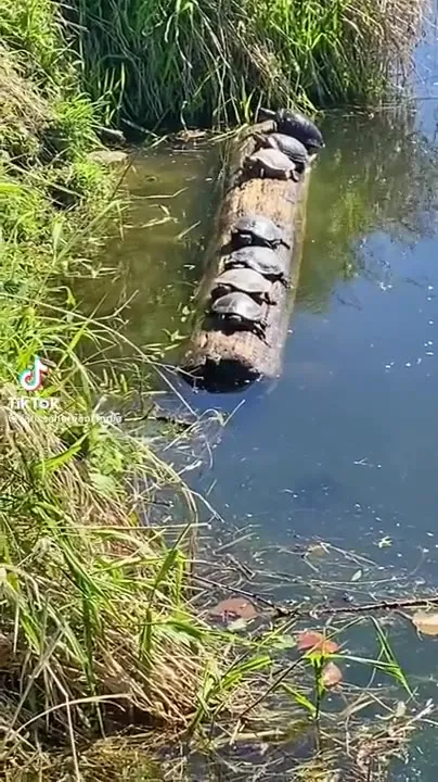 Утки устроили переполох на бревне