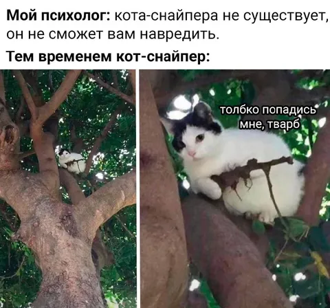 Кот-снайпер на дереве