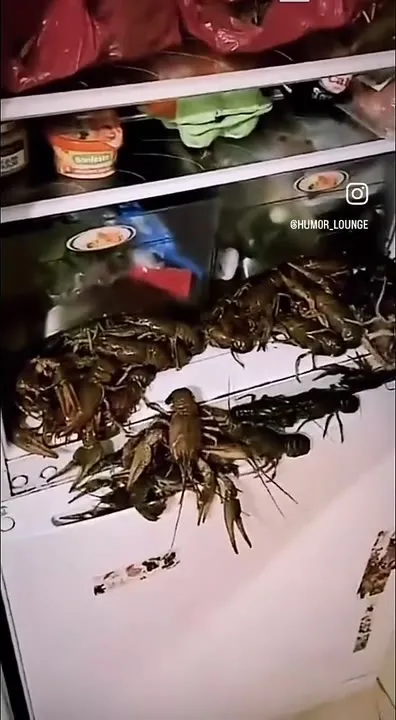 Раки сбегают из холодильника