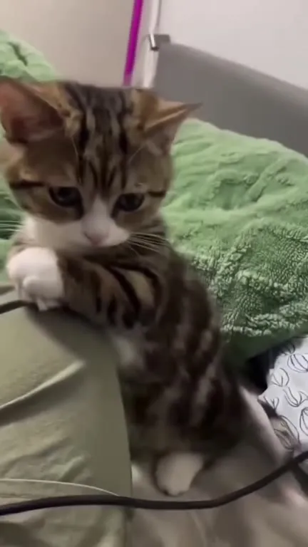 Котёнок держится за одеяло