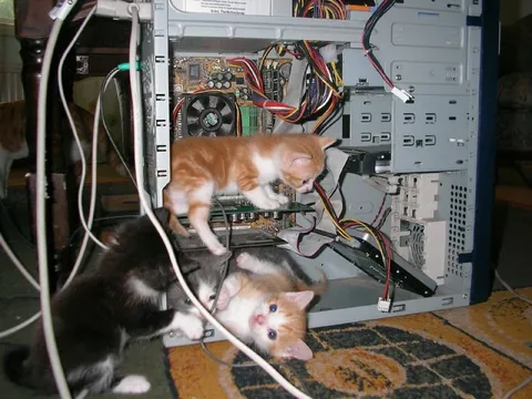 Котята внутри компьютера