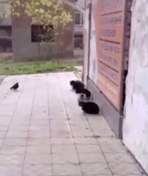 Коты готовятся к атаке на голубя