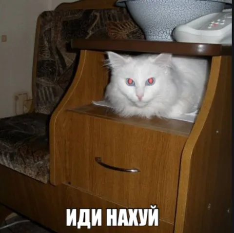 Кот в тумбочке посылает