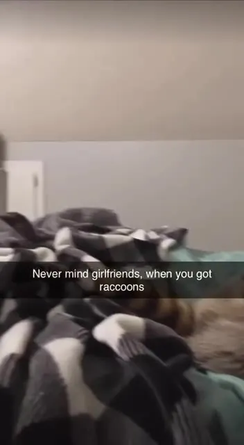 Never Mind Girlfriends, Get Raccoons