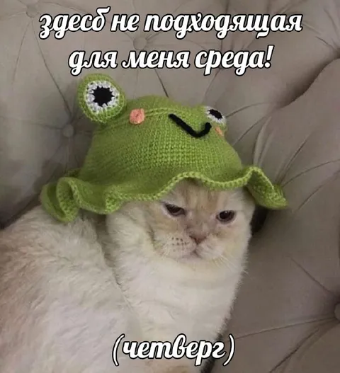 Неподходящая среда для кота