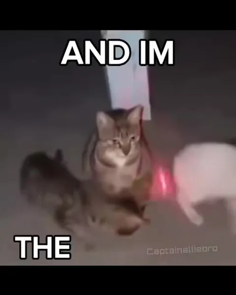 Cats Walking Alone