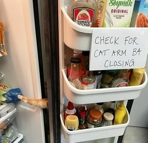 Cat Arm in the Fridge