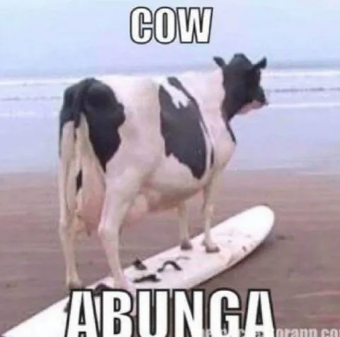 Cow Abunga Surfing Cow