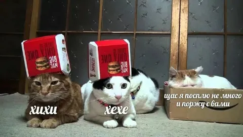 Коты в коробках от бургеров
