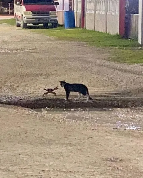 Кот встретил краба