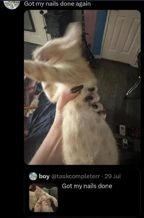 Cat Gets Its Nails Done