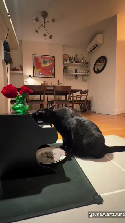 Кот играет на пианино