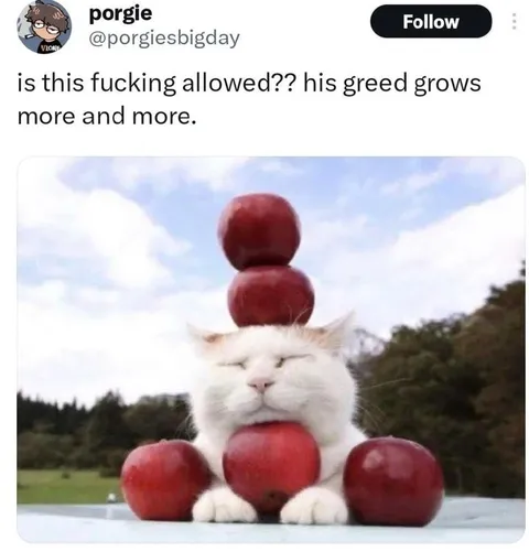 Greedy Cat Covered in Apples